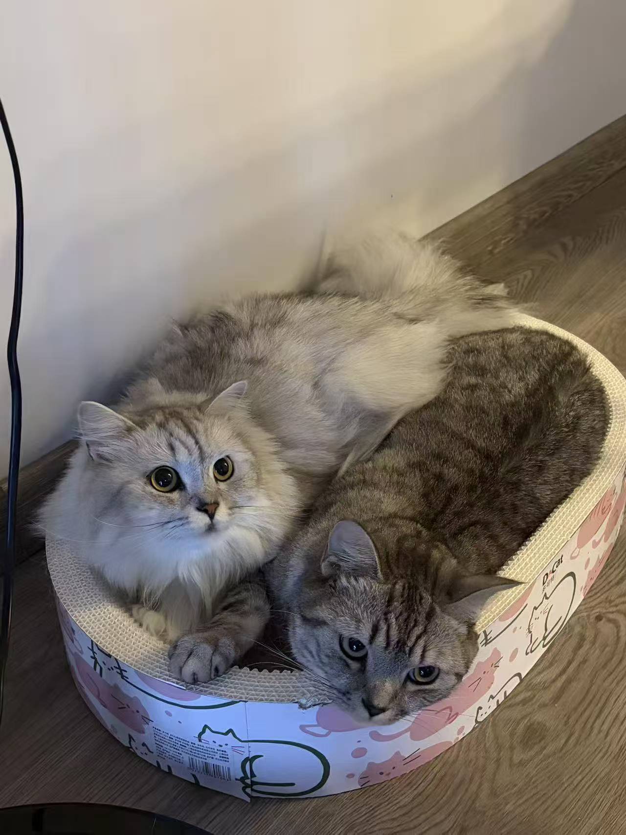 Da Mi and Xiao Xiao Mi resting together in their cat bed